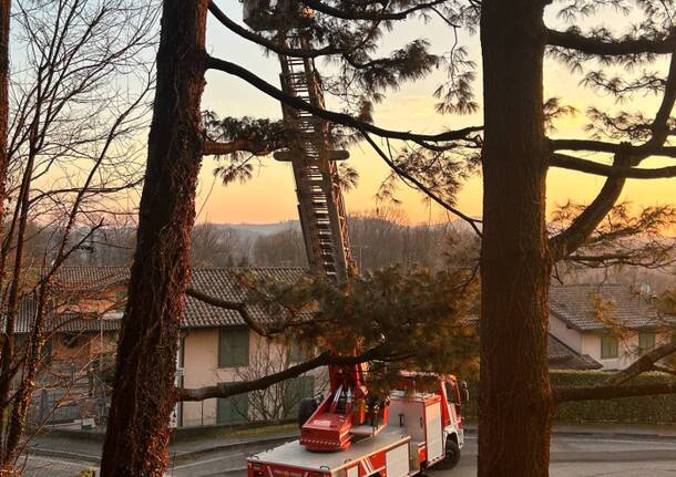 Gattina salvata dai vigili del fuoco