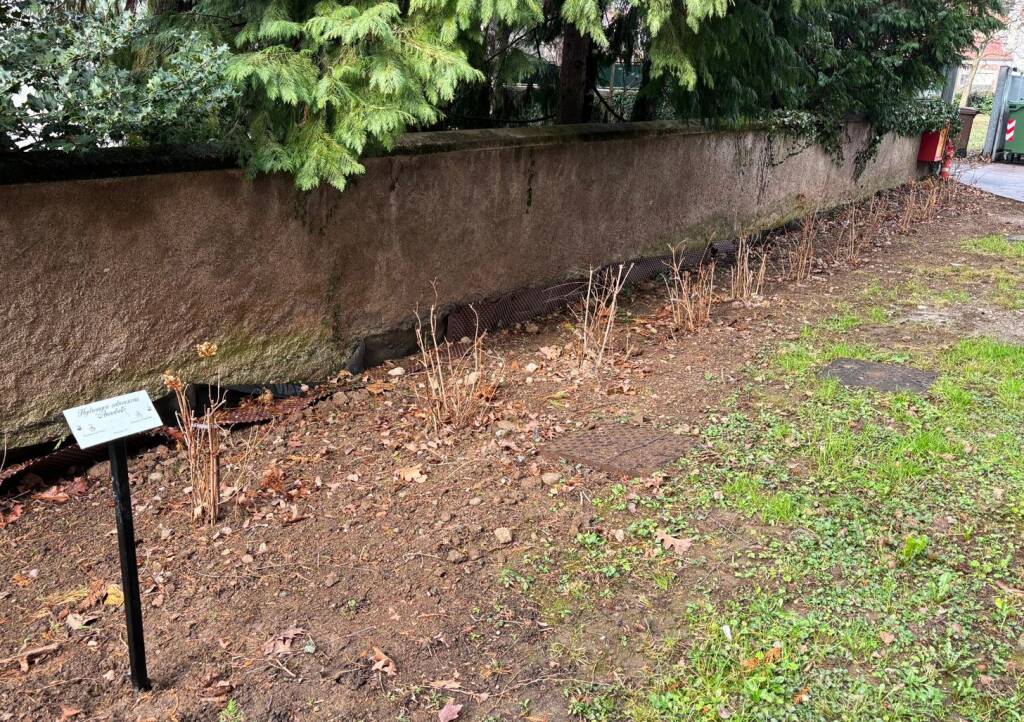 Saronno - Nuove piante al centro diurno disabili