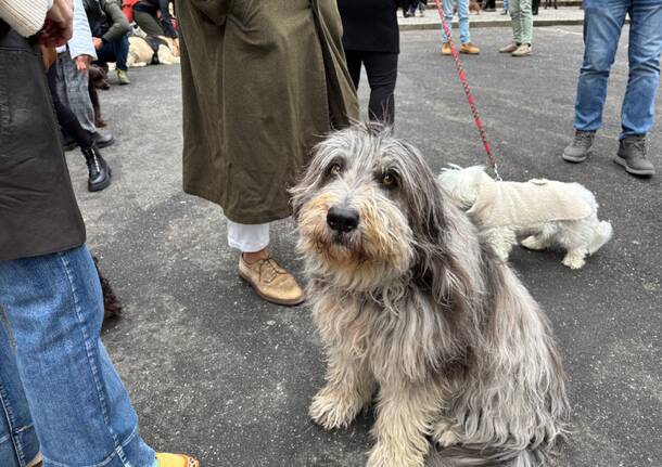 Sfilata di cuccioli alla benedizione degli animali per sant’Antonio