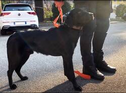 Gallarate - Zorro, cane antidroga Polizia locale Gallarate