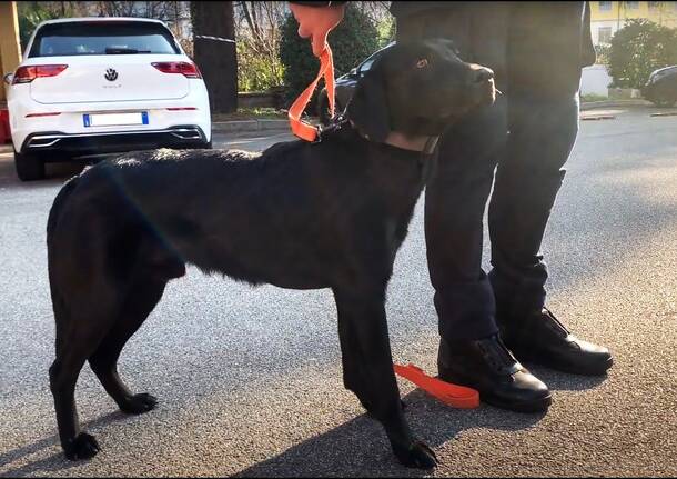 Gallarate - Zorro, cane antidroga Polizia locale Gallarate