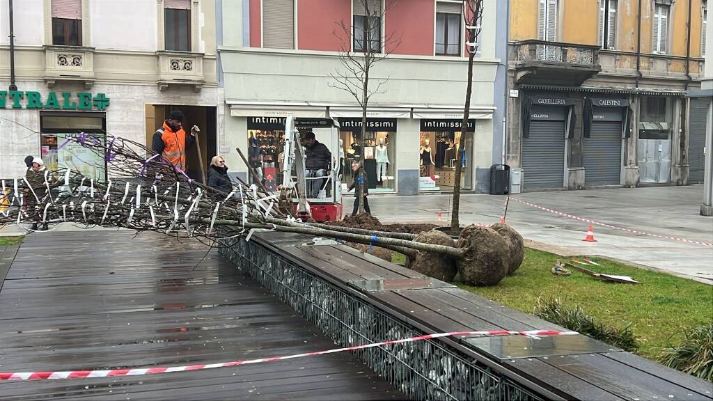 Piante tulipani in piazza San Magno a Legnano 