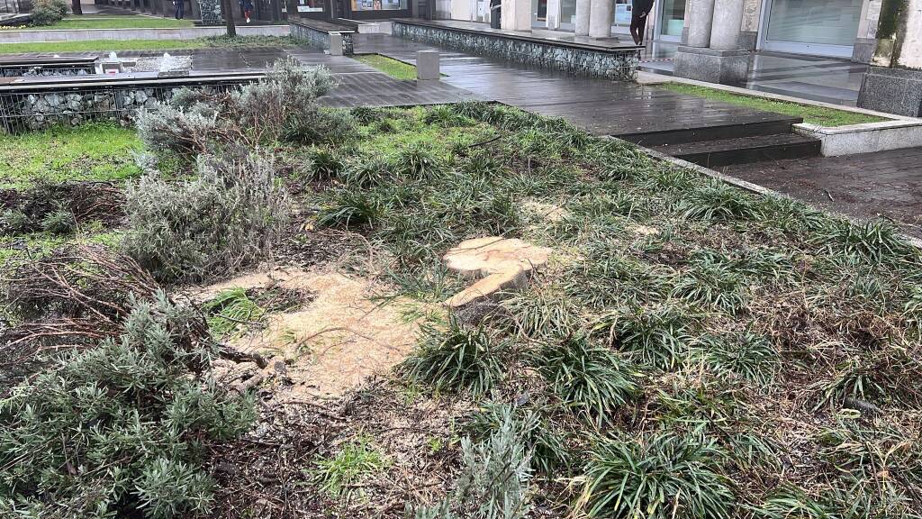 Piante tulipani in piazza San Magno a Legnano 