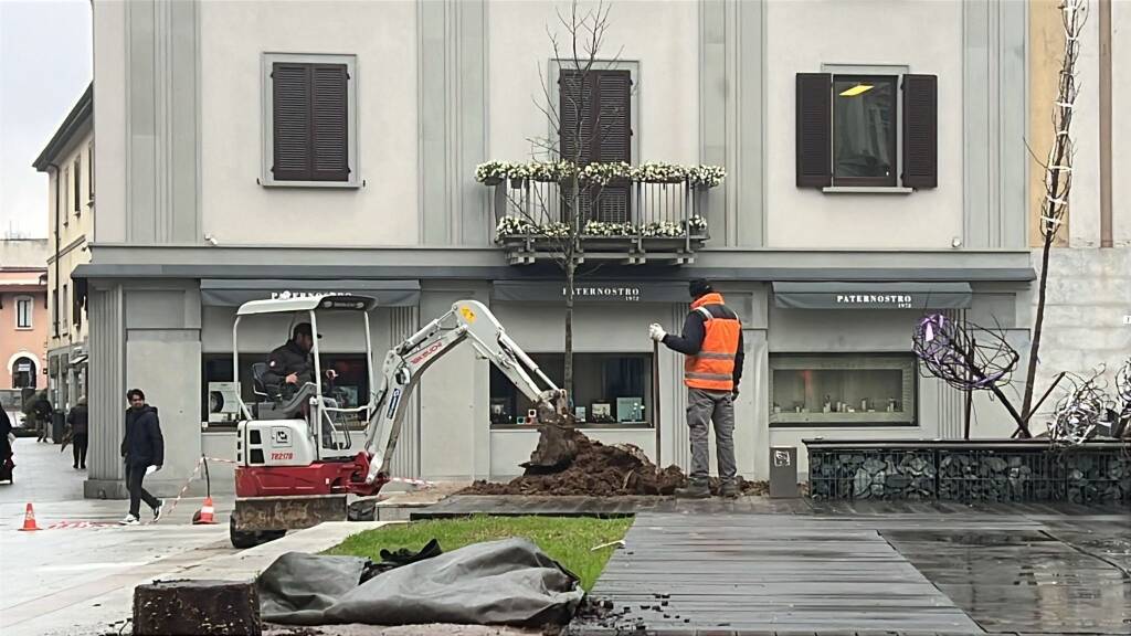 Piante tulipani in piazza San Magno a Legnano 