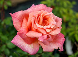 rosa puricelli