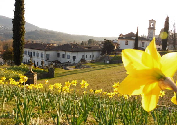 Villa della Porta Bozzolo, i narcisi