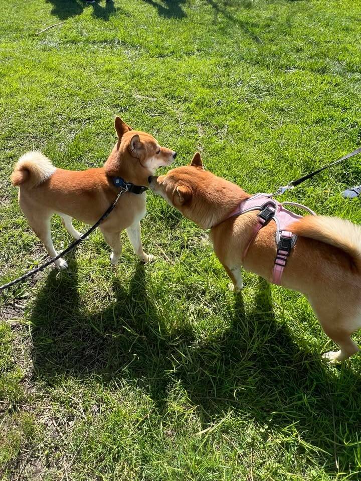 Il raduno degli shiba inu arriva a Ispra