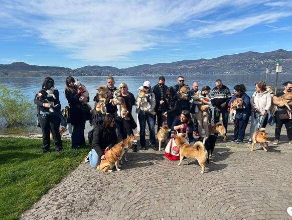 Il raduno degli shiba inu arriva a Ispra