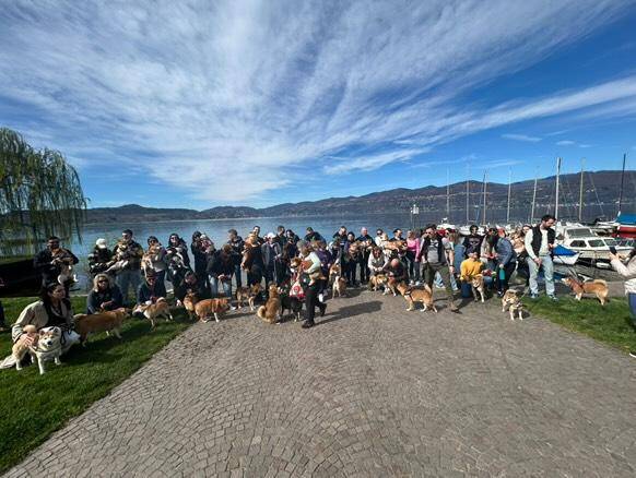 Il raduno degli shiba inu arriva a Ispra