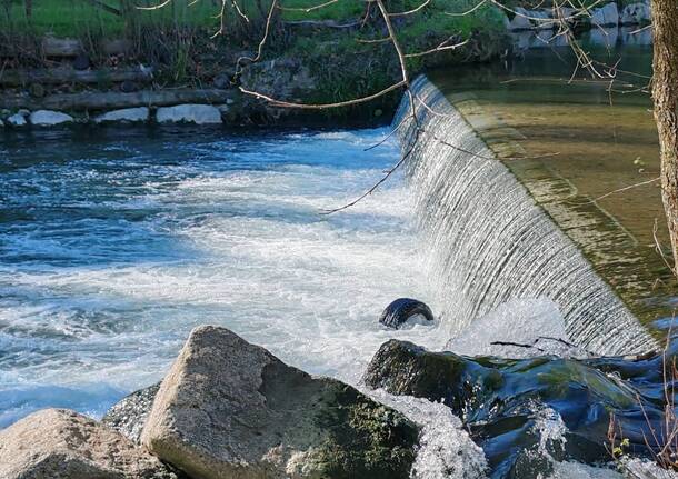 Inquinamento fiume olona
