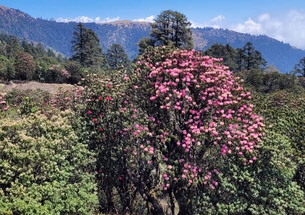 diario nepalese