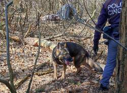 operazione antidroga tradate