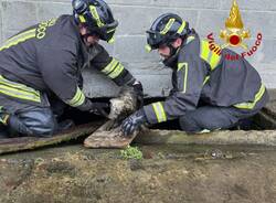 vigili del fuoco recupero cane