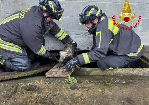 vigili del fuoco recupero cane