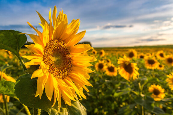 Field of blooming sunflowers