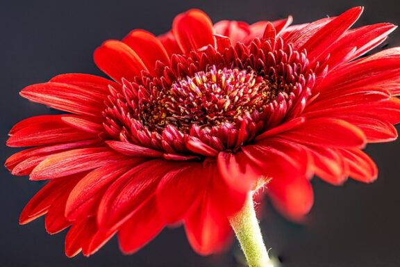 gerbera-7101430_640