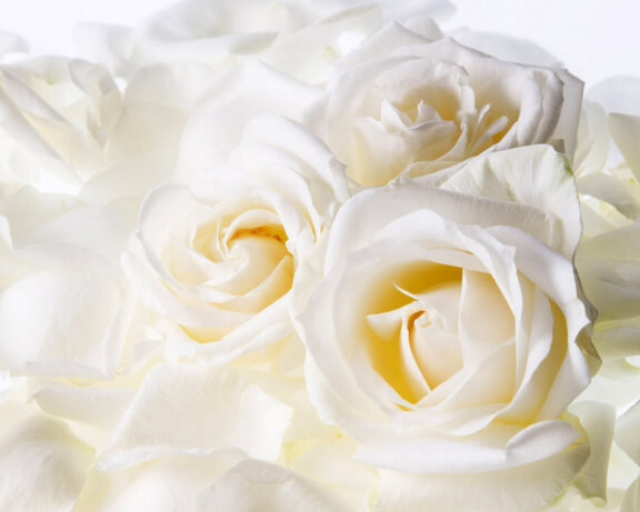 white_roses.psd